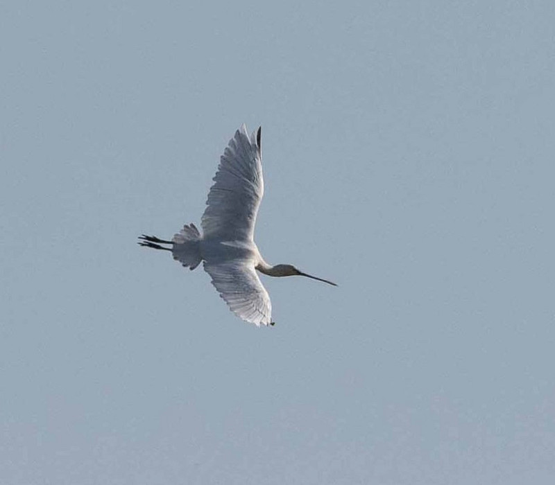 Spoonbill - John Hewitt.