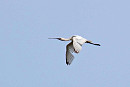 Spoonbill - John Hewitt.