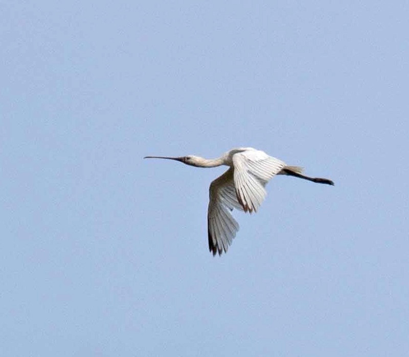 Spoonbill - John Hewitt.