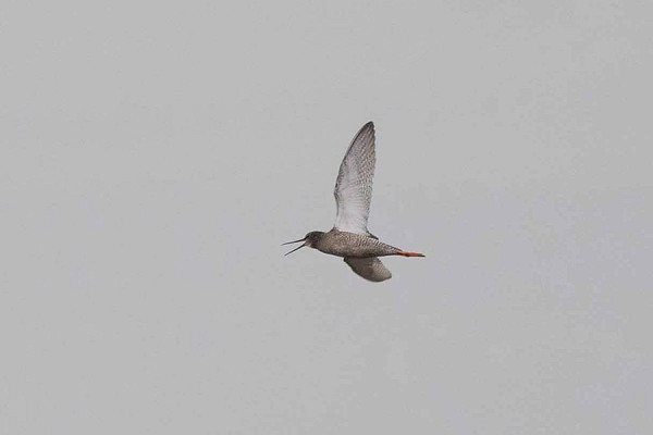 Bird sightings Monday, 17 August 2026