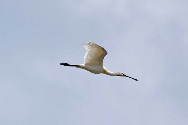 Bird sightings Thursday, 10 July 2025