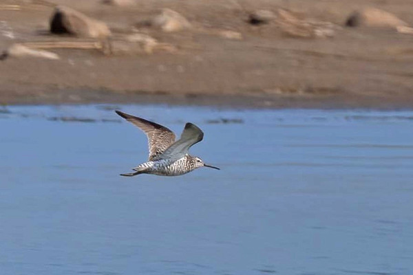 Stilt Sandpiper - John Hewitt. Spurns previous record was also a first for Britain and remarkably almost to the day having been found on the 31st August 1954. Rumours that John also saw this bird are unfounded.