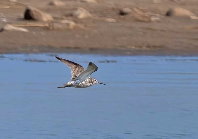 Stilt Sandpiper - John Hewitt. Spurns previous record was also a first for Britain and remarkably almost to the day having been found on the 31st August 1954. Rumours that John also saw this bird are unfounded.