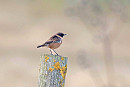 Stonechat - John Hewitt.