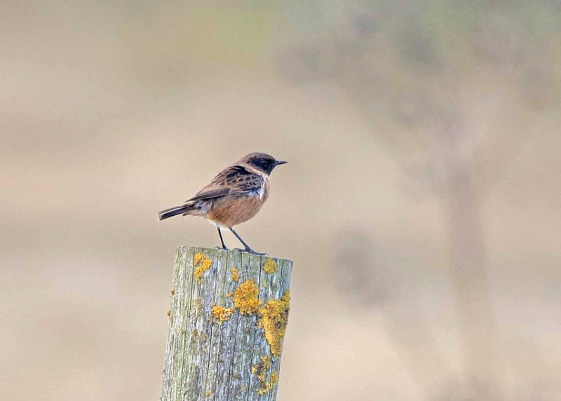 Stonechat - John Hewitt.