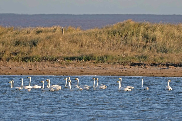 Whooper Swans - John Hewitt.