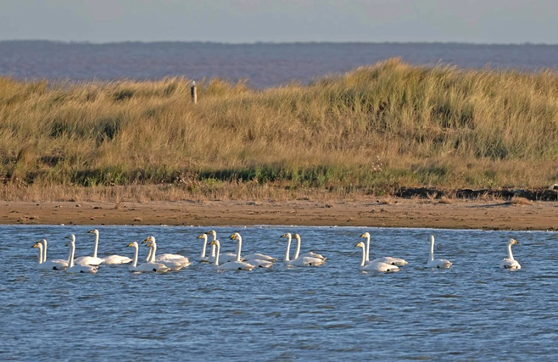 Whooper Swans - John Hewitt.