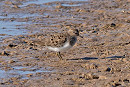 Temminck's Stint - John Hewitt.