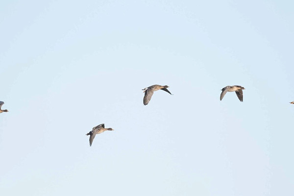 Bird sightings Thursday, 25 December 2025