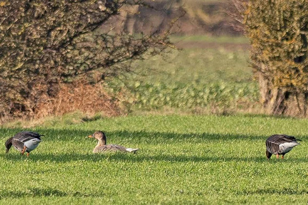 Tundra Bean Goose with Eurasian White-fronted Geese - John Hewitt.