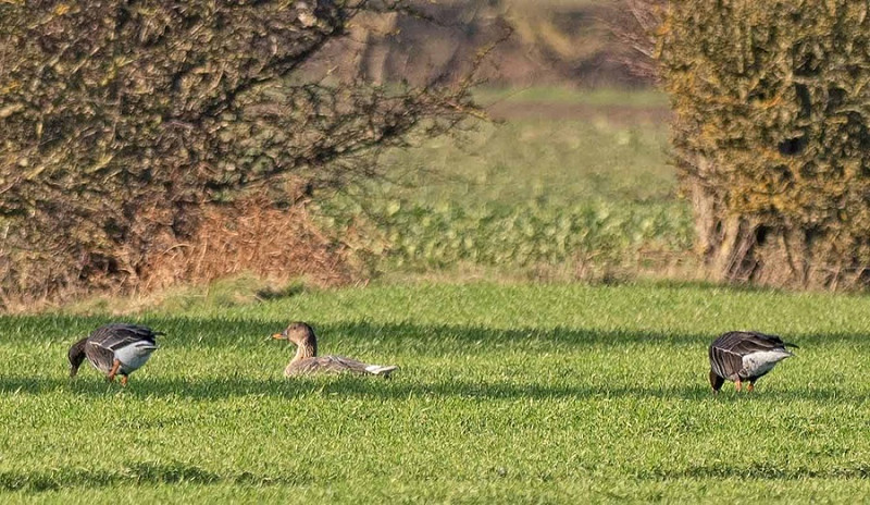 Tundra Bean Goose with Eurasian White-fronted Geese - John Hewitt.