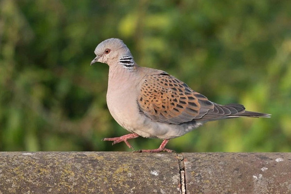 Turtle Dove - John Hewitt.