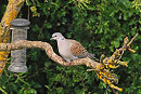 Turtle Dove - John Hewitt.