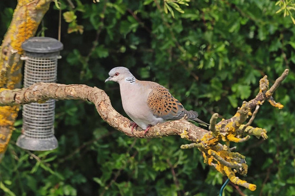 Turtle Dove - John Hewitt.