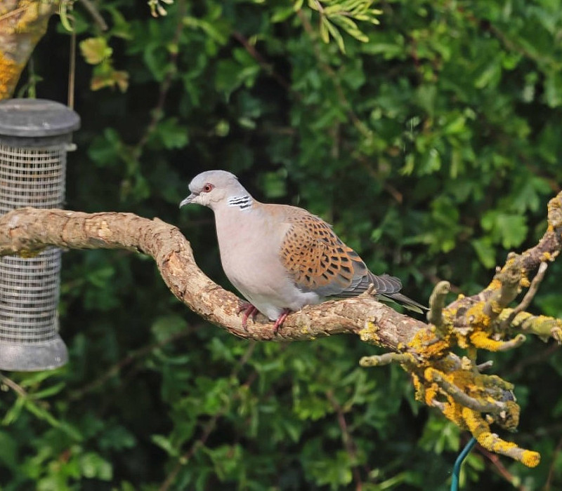 Turtle Dove - John Hewitt.