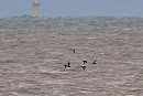 Velvet Scoters with Wigeon - John Hewitt.