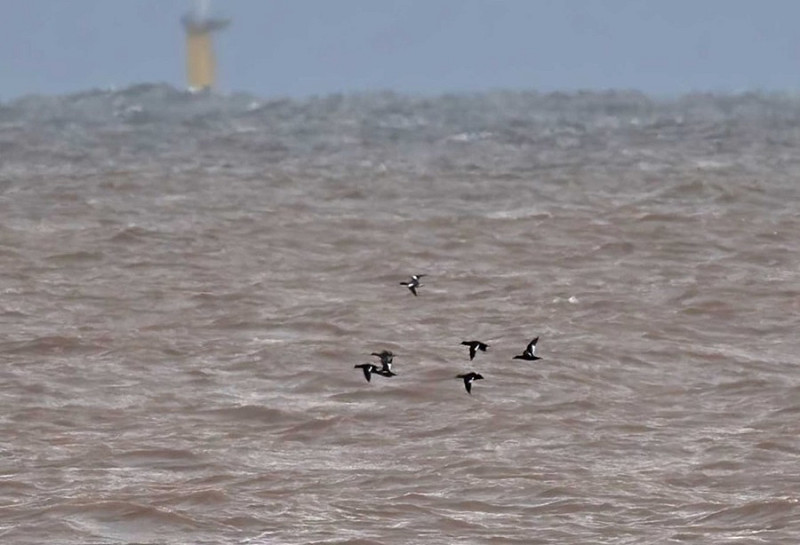 Velvet Scoters with Wigeon - John Hewitt.