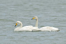 Whooper Swans - John Hewitt.