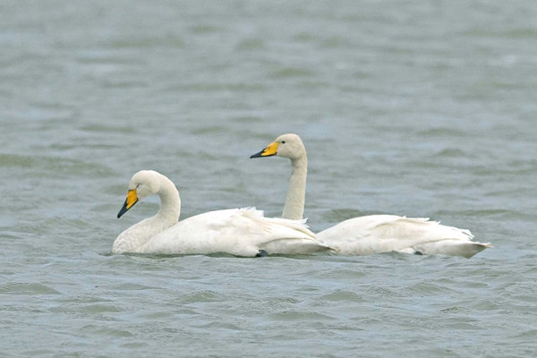 Whooper Swans - John Hewitt.