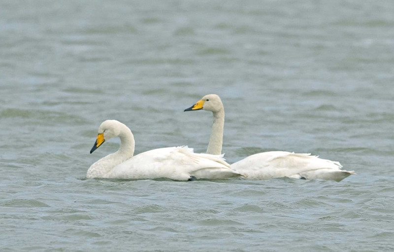 Whooper Swans - John Hewitt.