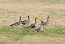 White-fronted Geese - John Hewitt.
