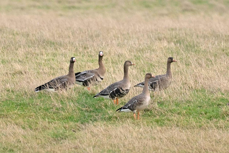 White-fronted Geese - John Hewitt.
