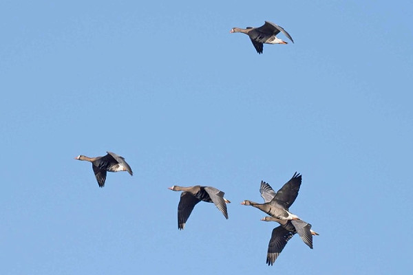 Eurasian White-fronted Geese - John Hewitt.