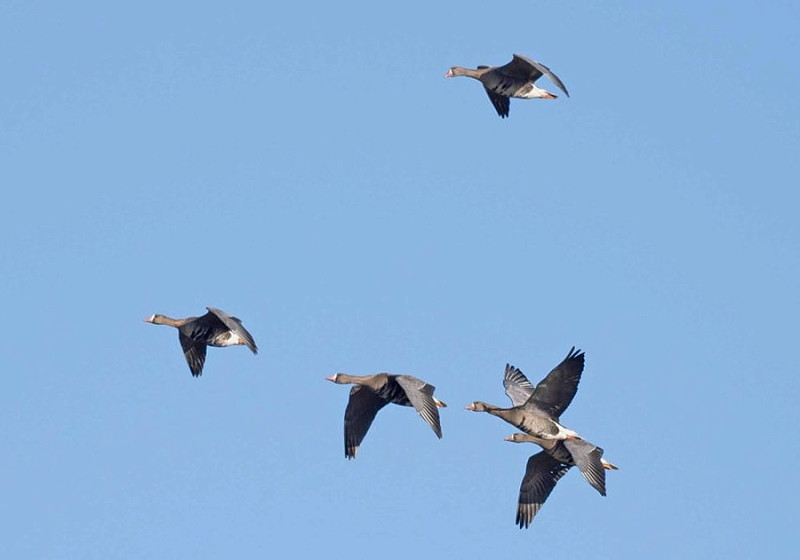 Eurasian White-fronted Geese - John Hewitt.