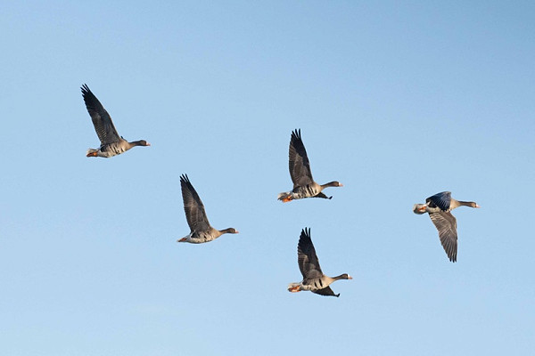White-fronted Geese - John Hewitt.