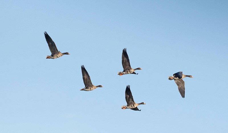 White-fronted Geese - John Hewitt.