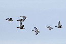 White-fronted and Pink-footed Geese - John Hewitt.