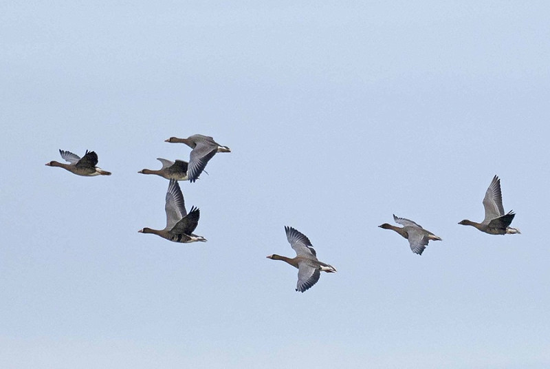 White-fronted and Pink-footed Geese - John Hewitt.