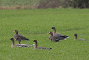 Eurasian White-fronted Geese with Pink-footed Geese - John Hewitt.