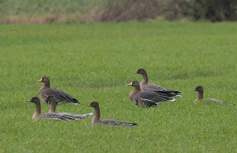 Eurasian White-fronted Geese with Pink-footed Geese - John Hewitt.