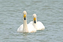 Whooper Swans - John Hewitt.