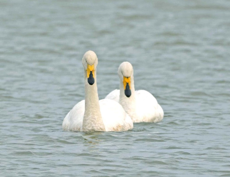 Whooper Swans - John Hewitt.