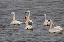 Whooper Swans with Mute Swans - John Hewitt.