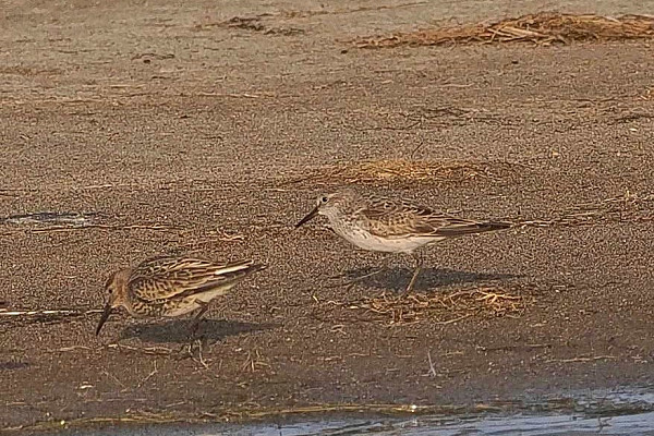 White-rumped Sandpiper and Dunlin - John Hewitt.