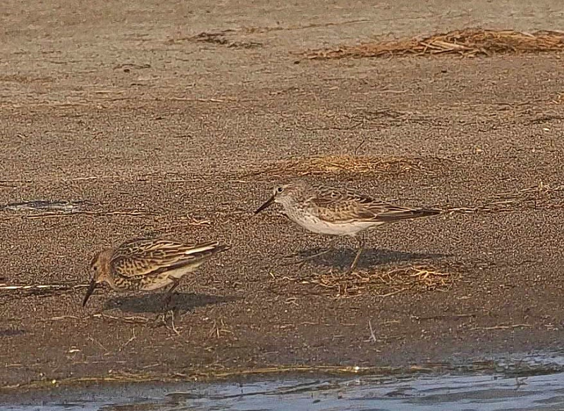 White-rumped Sandpiper and Dunlin - John Hewitt.