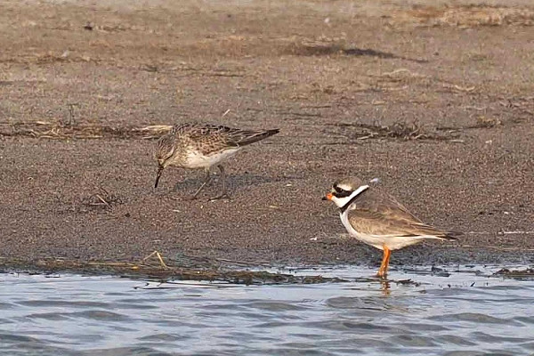 White-rumped Sandpiper and Ringed Plover - John Hewitt.