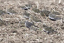 American Golden Plover with Golden Plover - John Hewitt.