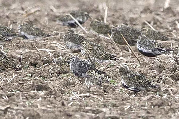 American Golden Plover with Golden Plover - John Hewitt.