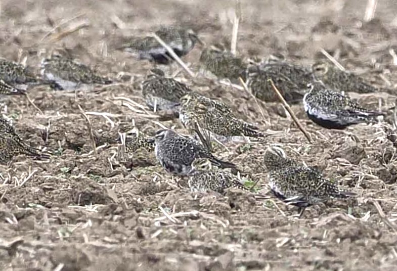 American Golden Plover with Golden Plover - John Hewitt.