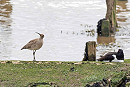 Whimbrel and Oystercatcher - John Hewitt.