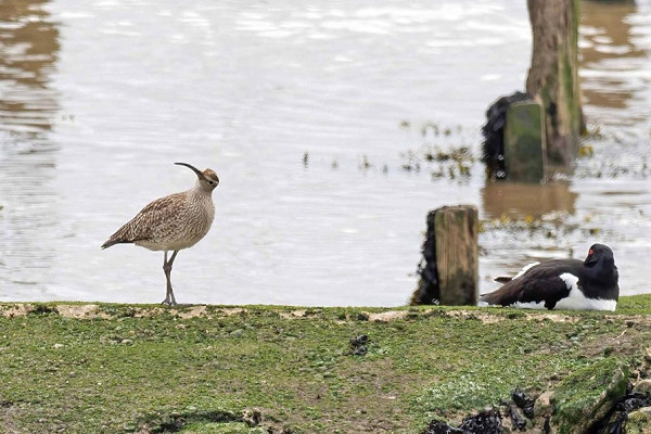 Bird sightings Sunday, 11 May 2025