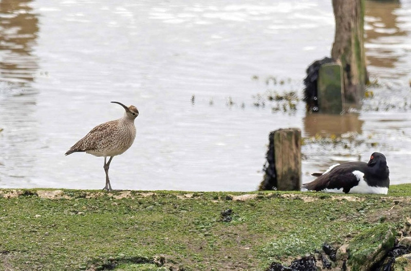 Whimbrel and Oystercatcher - John Hewitt.