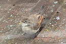 Common Whitethroat - John Hewitt.