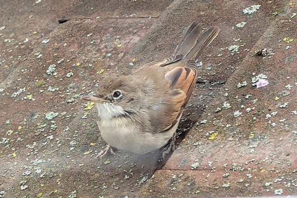 Common Whitethroat - John Hewitt.