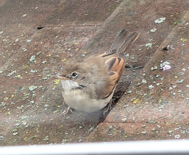 Common Whitethroat - John Hewitt.