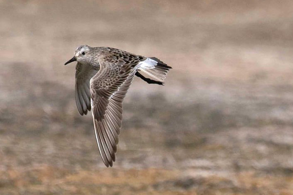White-rumped Sandpiper - John Hewitt.